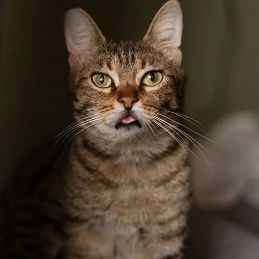 Кошка Кейли