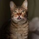 Кошка Кейли 1