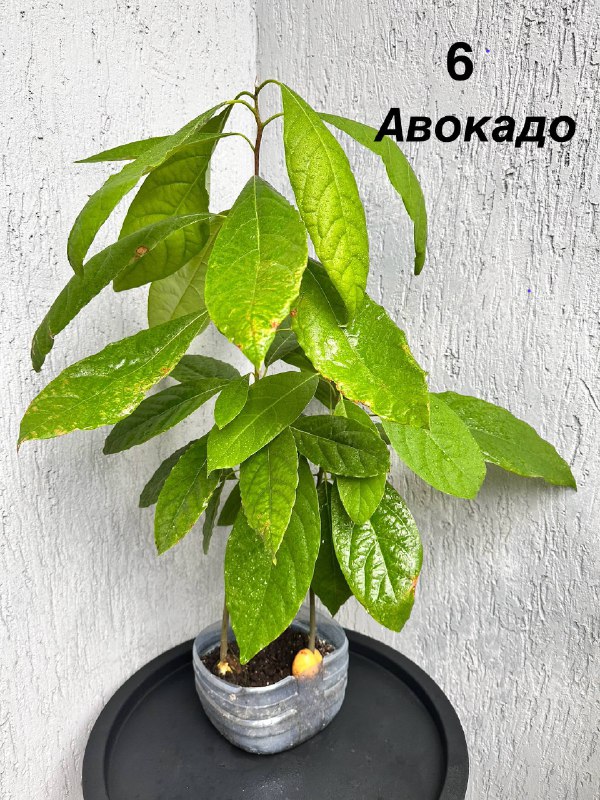 Традесканция зебрина, кофе арабика, цитрусы, авокадо, пуансеттия, азалия розовая, мини-хризантемы 4