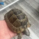 Сухопутная черепаха 1