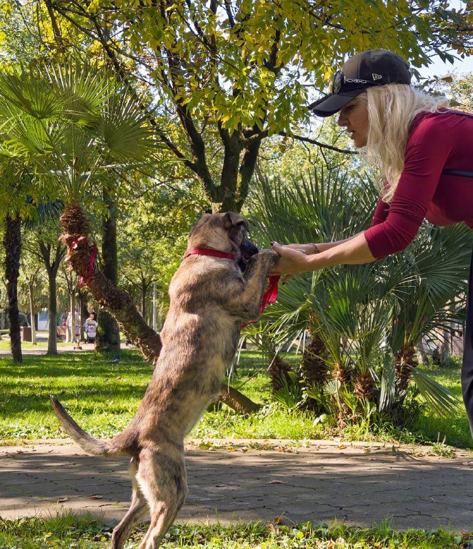 Щенок девочка Адель для дома 3