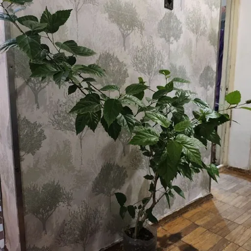 Китайская роза, стрелиция Николая, гранат