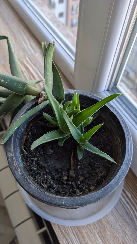 Алоэ Тигровый зуб