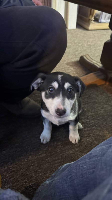 Щенок девочка для дома, корм и пеленки 5