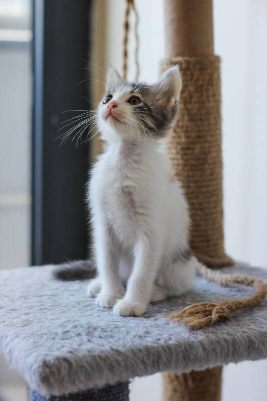 Котенок девочка 2