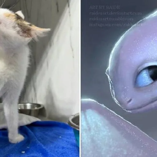 Лёля, котенок
