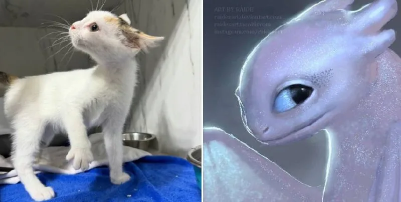 Лёля, котенок