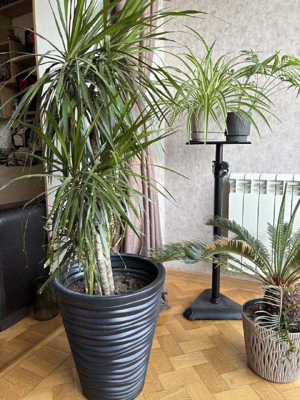 Драцена в вазоне