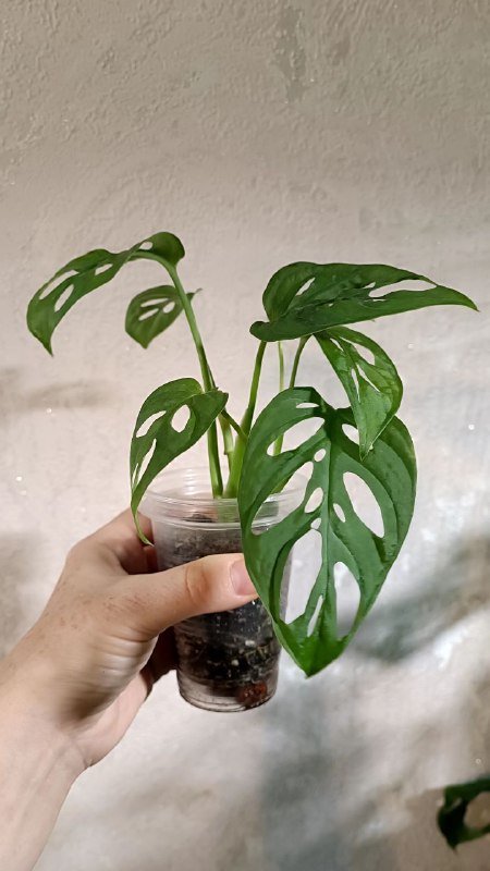 Монстера Манки, Сциндапсус Пиктус, Филодендрон Медуза, Рафидофора 3