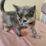 Котёнок Вафелька 3