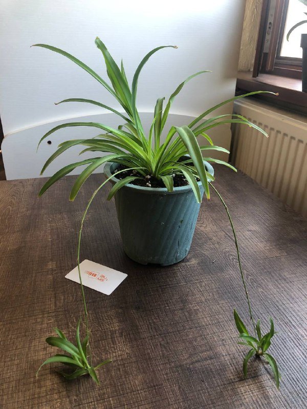 Хлорофитум, Сциндапсус, Каланхое, Каллизия, Ледебурия цветы в горшках 9