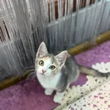 Котенок девочка 3