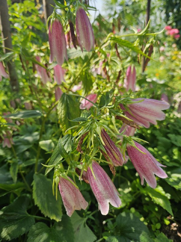 Садовое растение колокольчик точечный (Campanula punctata)