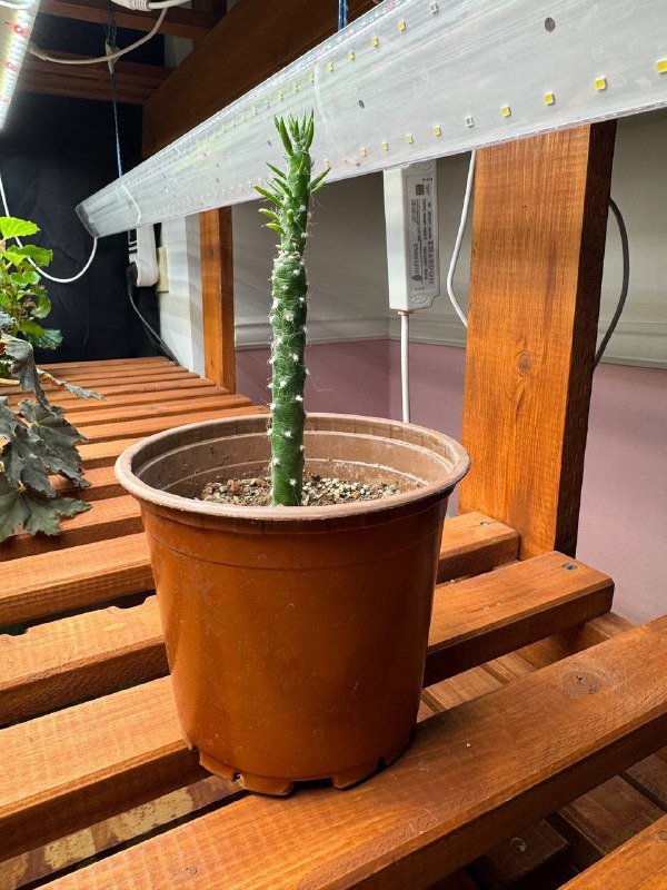 Любой цветок в горшке 3