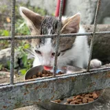 Котята 2
