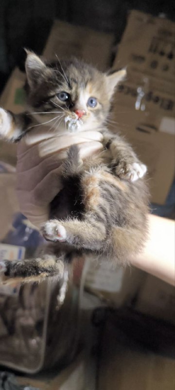 Котёнок бесплатно 3
