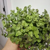Комнатные растения 10