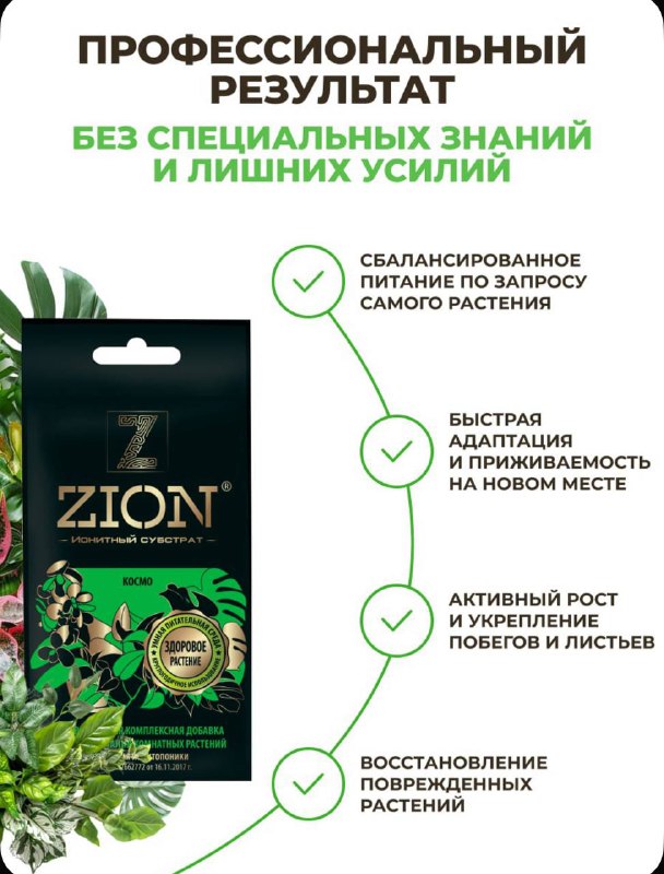 Эпипремнум золотистый с грунтом Zion 3