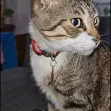 Пропал домашний кот Макс 1