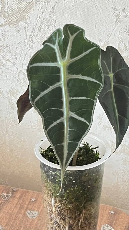Алоказия Поли, 2 шт. 7