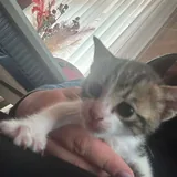 Котенок 1