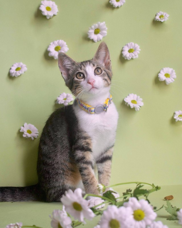 Трёхмесячный котёнок Васька ищет дом