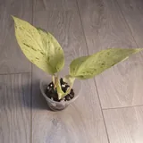 Монстера Lechleriana, Эпипремнум Marble Queen 7