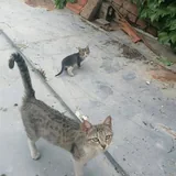 Котята 7