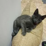 Котенок кошечка 3