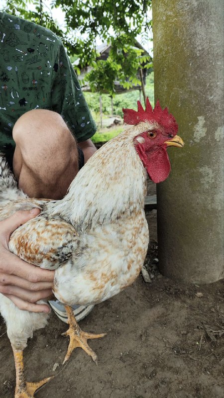 Young roosters 2