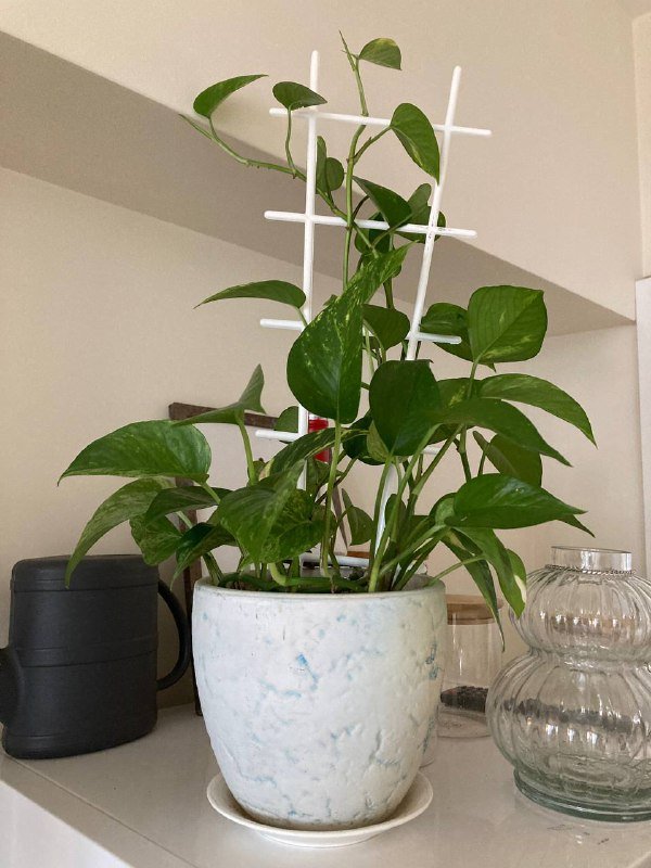 эпипремнумы с горшком, авокадо с кализией в горшке