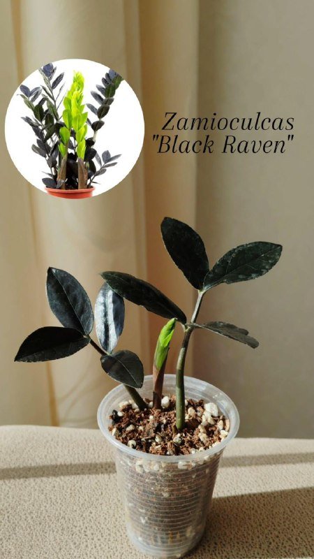 Комнатные растения 4