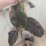 Фикус бэйлиз 1