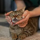 Кошка Кейли 2