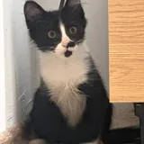 Котёнок мальчик 3–4 месяца 3
