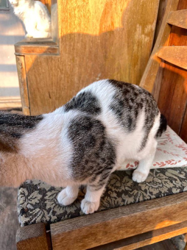 Котенок-девочка 5-6 месяцев 3