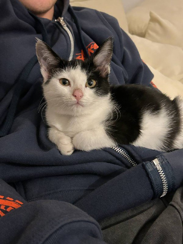 Котёнок Тюша с переноской и игрушками