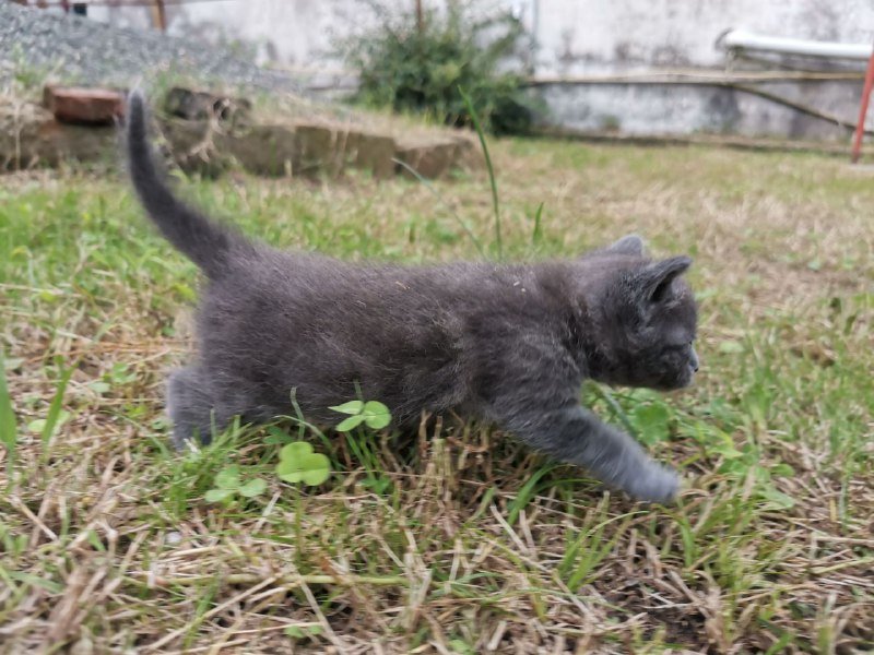 Котята домашние голубые и с белым 2