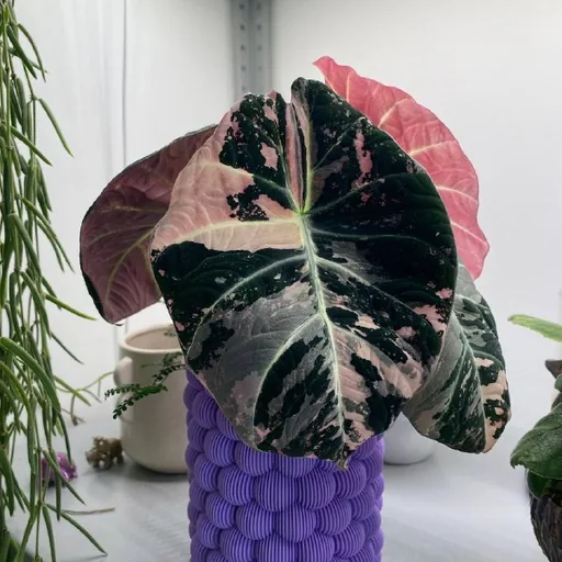 Клубни Alocasia Black Velvet Pink Variegated