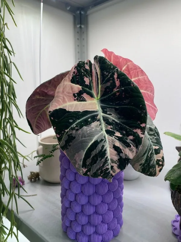 Клубни Alocasia Black Velvet Pink Variegated 1