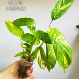 Комнатные растения, цветы 8