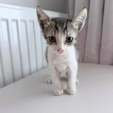 Котёнок 3