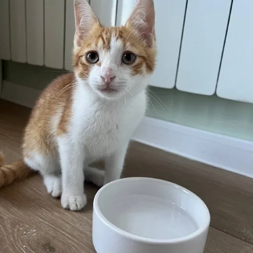 Рыжий котенок, 3 месяца