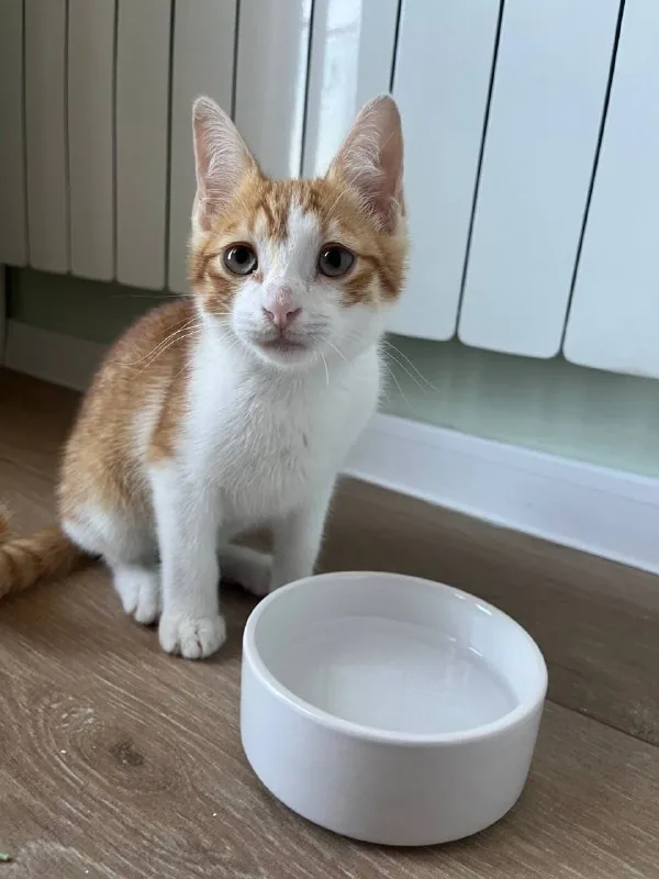 Рыжий котенок, 3 месяца 1