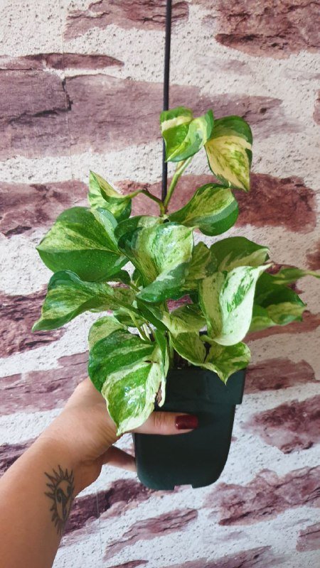 Шефлера, Хеппи лив, Санса, Аглаонема, Филодендрон неон, Замиокулькас черный, Драцена 2