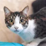 Коты, котята 2