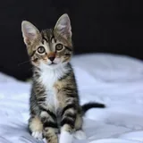 Котёнок Криспи 2
