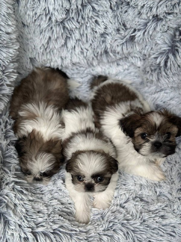 щенки ши-тцу