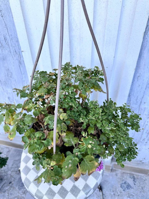 Комнатные растения: традесканция зебрина, кофе арабика, цитрусы, авокадо, цикламены, азалия розовая, мини-хризантемы 9