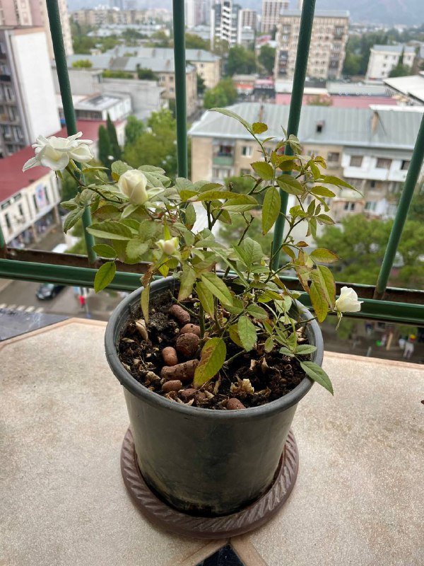 Сансевиерия, Чайная Роза, Канна лилия, Хлорофиум, Герань, Толстянки 2